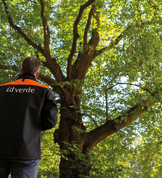 idverde man looking at tree 2